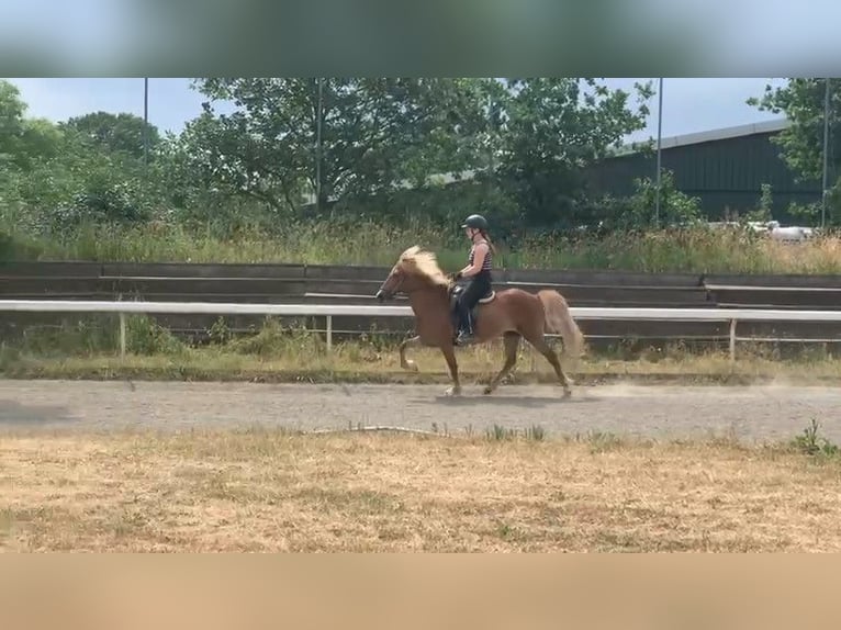 Caballos islandeses Yegua 16 años 138 cm Alazán in Stapelfeld