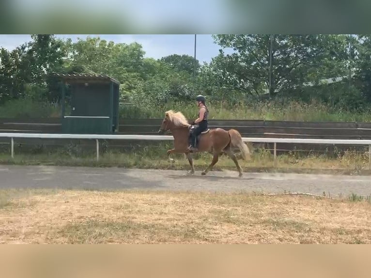 Caballos islandeses Yegua 16 años 138 cm Alazán in Stapelfeld