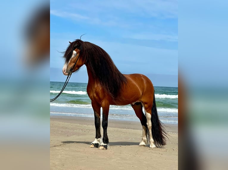 Caballos islandeses Yegua 16 años 138 cm Buckskin/Bayo in Aichtal