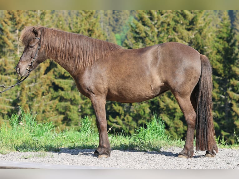 Caballos islandeses Yegua 16 años 138 cm Negro in Breitnau