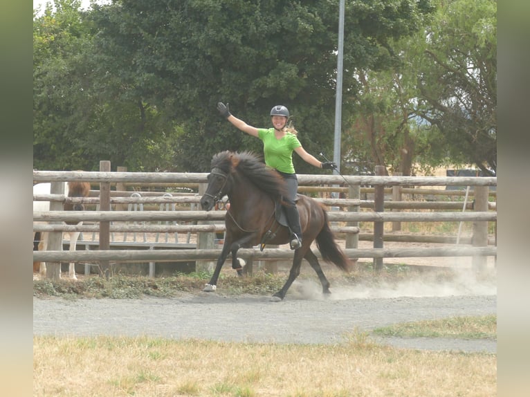 Caballos islandeses Yegua 16 años 138 cm Negro in Euskirchen
