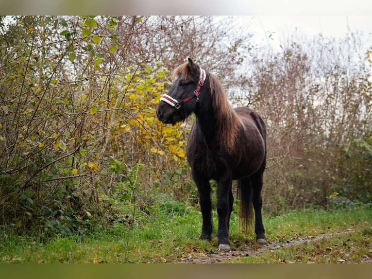 Caballos islandeses Yegua 16 años 138 cm Negro in Fronreute