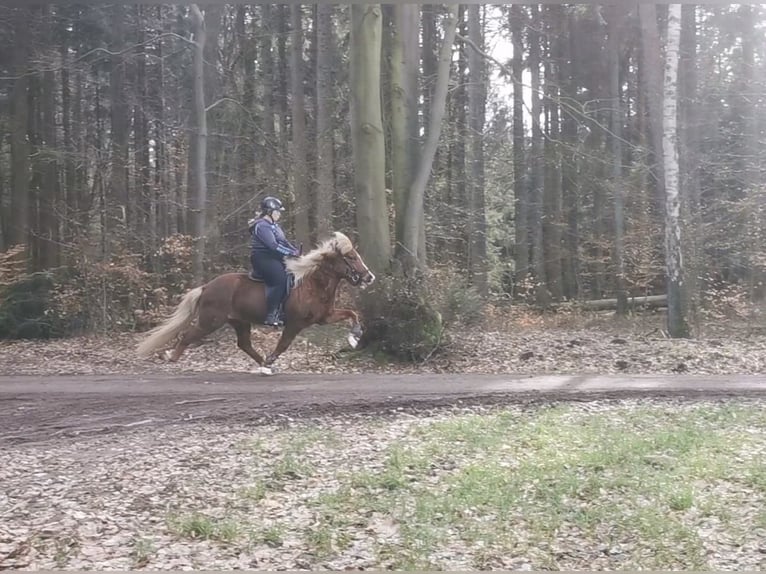 Caballos islandeses Yegua 16 años 142 cm Alazán-tostado in Seevetal