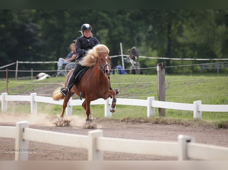 Caballos islandeses Yegua 16 años 142 cm Alazán-tostado in Seevetal