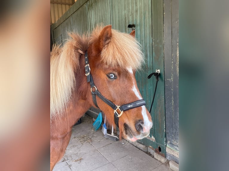 Caballos islandeses Yegua 16 años 142 cm Alazán-tostado in Seevetal