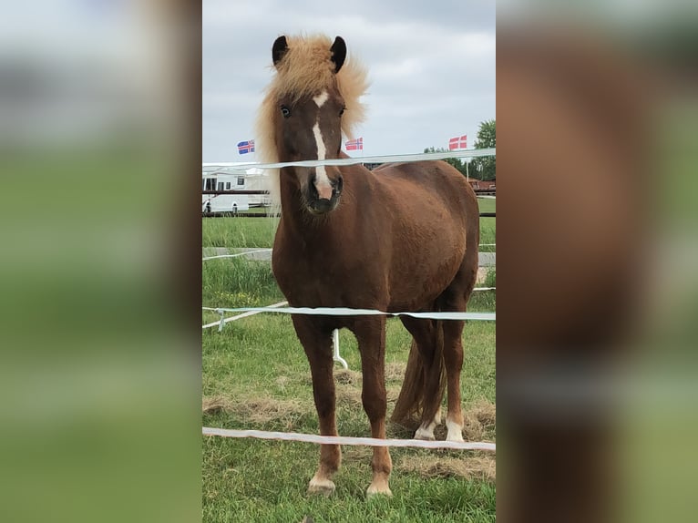 Caballos islandeses Yegua 16 años 142 cm Alazán-tostado in Seevetal