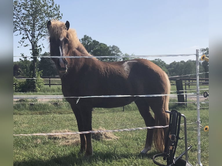 Caballos islandeses Yegua 16 años 142 cm Alazán-tostado in Seevetal