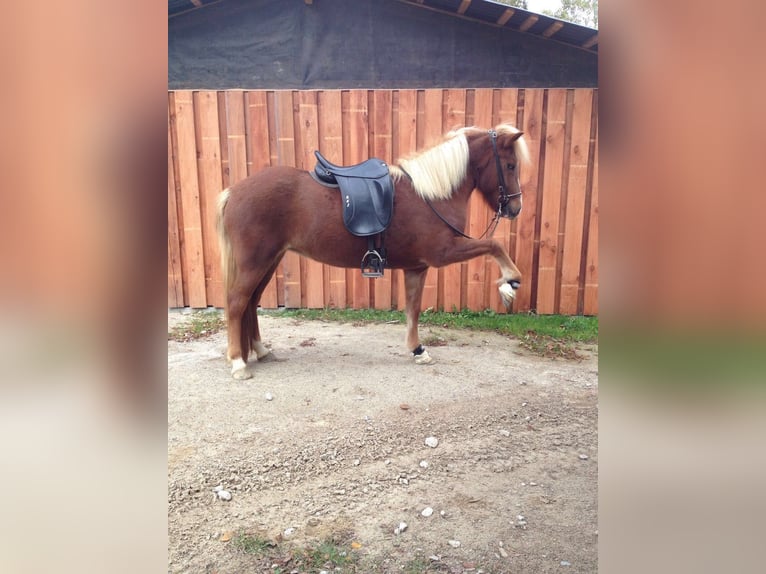 Caballos islandeses Yegua 16 años 142 cm Alazán-tostado in Seevetal