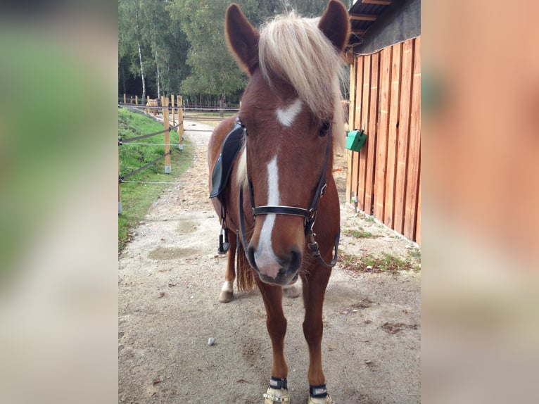 Caballos islandeses Yegua 16 años 142 cm Alazán-tostado in Seevetal