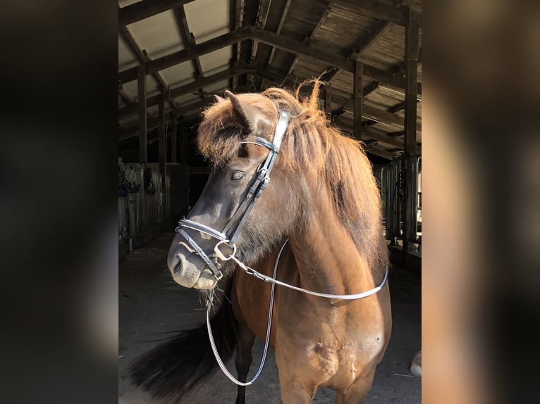 Caballos islandeses Yegua 16 años 143 cm Negro in Schmelz