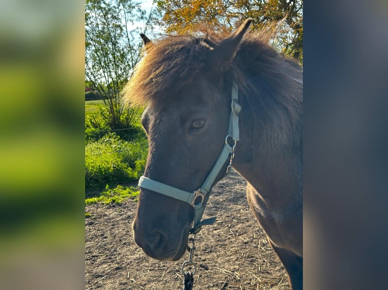 Caballos islandeses Yegua 16 años 145 cm Pío in Sundhagen
