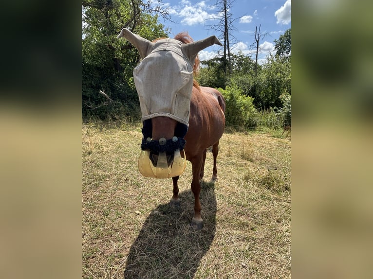 Caballos islandeses Yegua 16 años 146 cm Alazán in Gleichen