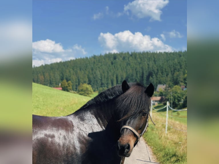 Caballos islandeses Yegua 17 años 130 cm Castaño oscuro in Titisee-Neustadt