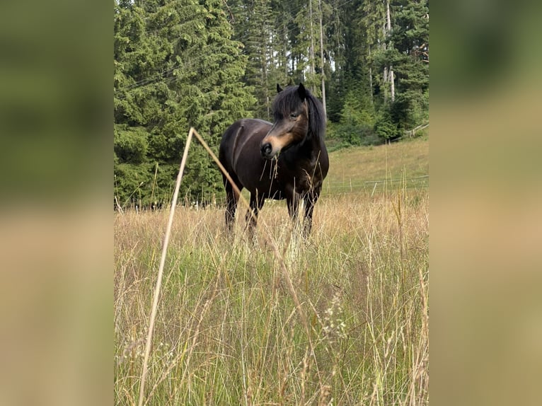 Caballos islandeses Yegua 17 años 130 cm Castaño oscuro in Titisee-Neustadt