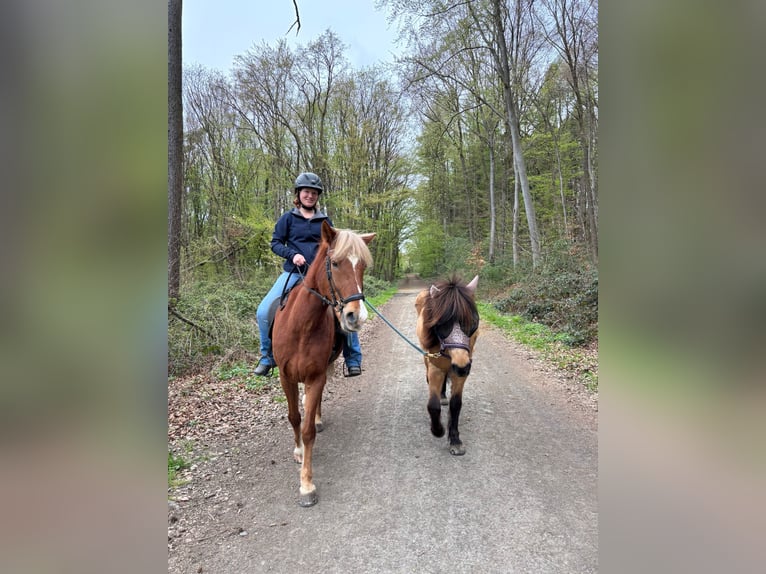 Caballos islandeses Yegua 17 años 131 cm Bayo in Bad Honnef