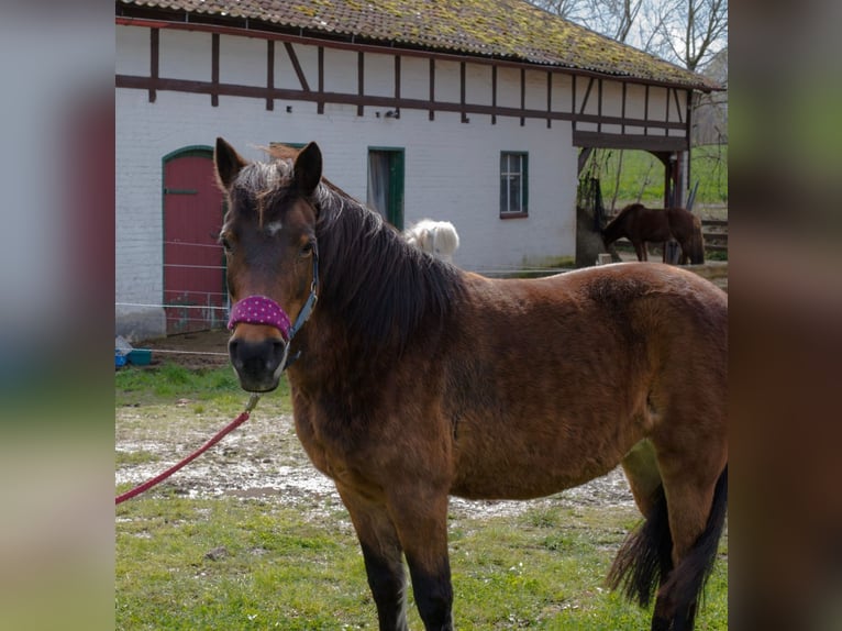 Caballos islandeses Mestizo Yegua 17 años 132 cm Castaño in Neuhof