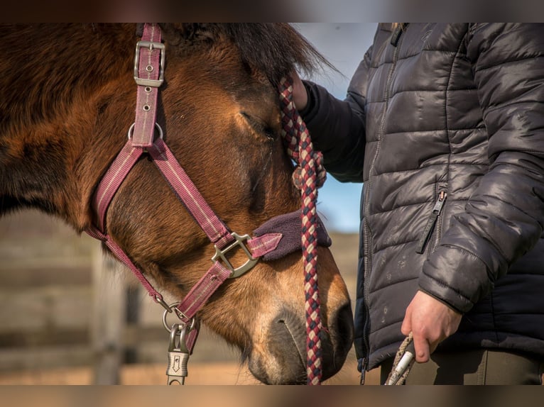 Caballos islandeses Mestizo Yegua 17 años 132 cm Castaño in Neuhof