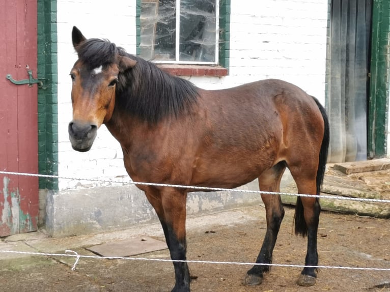 Caballos islandeses Mestizo Yegua 17 años 132 cm Castaño in Neuhof