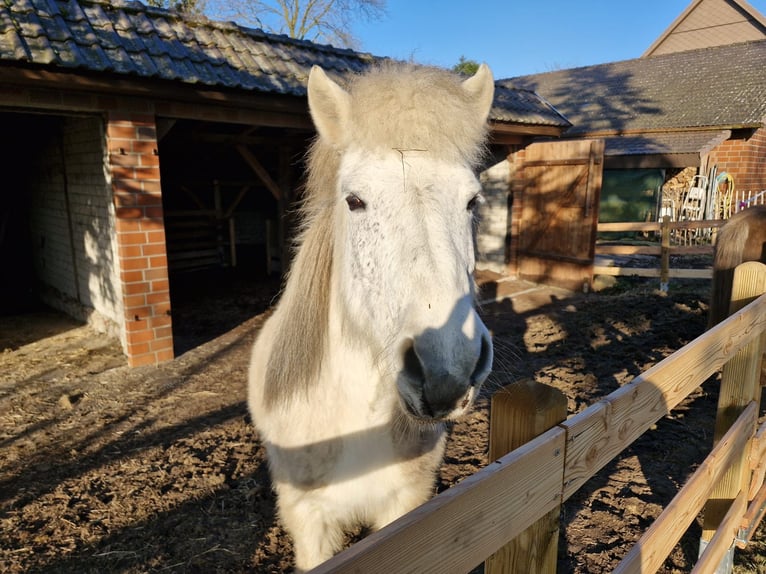 Caballos islandeses Yegua 17 años 134 cm Tordo rodado in Bissendorf