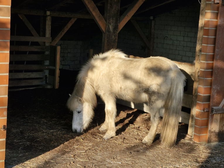 Caballos islandeses Yegua 17 años 134 cm Tordo rodado in Bissendorf