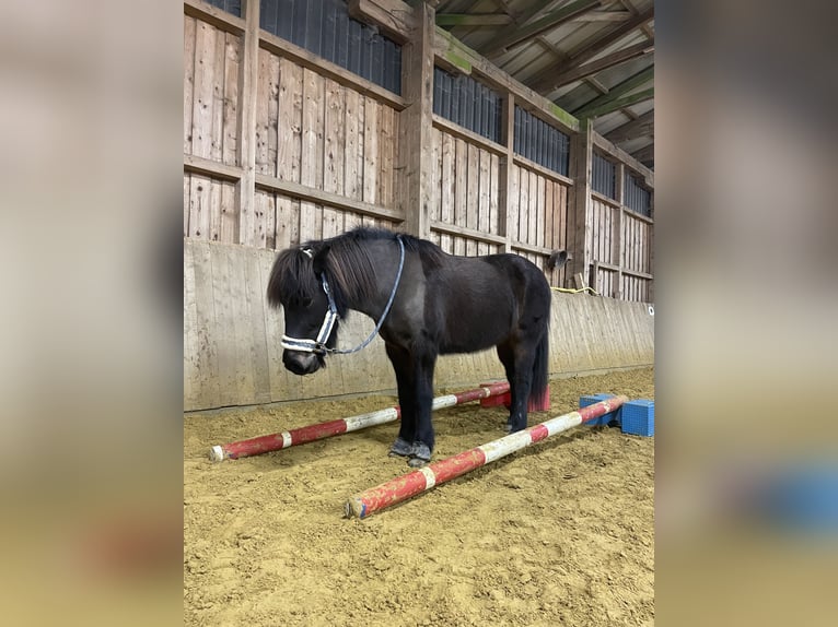 Caballos islandeses Yegua 17 años 136 cm Castaño oscuro in Borchen