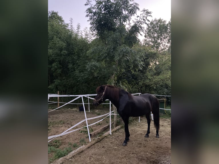 Caballos islandeses Yegua 17 años 136 cm Castaño oscuro in Borchen