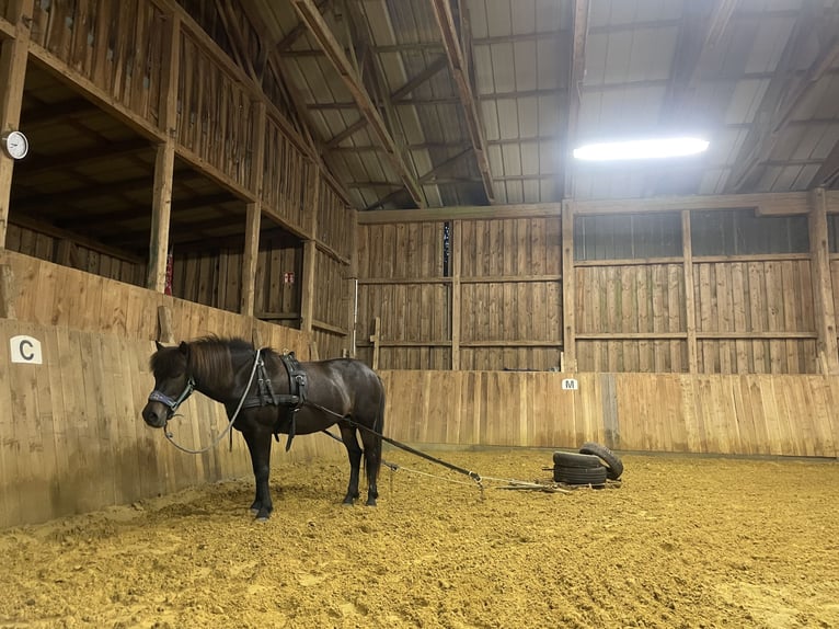 Caballos islandeses Yegua 17 años 136 cm Castaño oscuro in Borchen