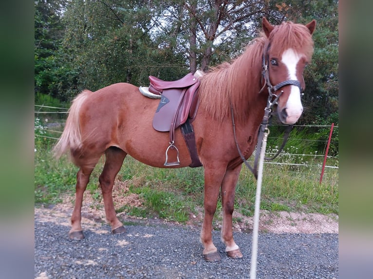 Caballos islandeses Yegua 17 años 138 cm Alazán rojizo in Saarland