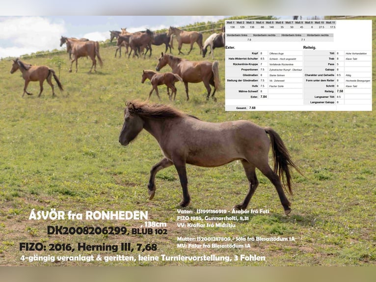 Caballos islandeses Yegua 17 años 138 cm Bayo in Dintesheim