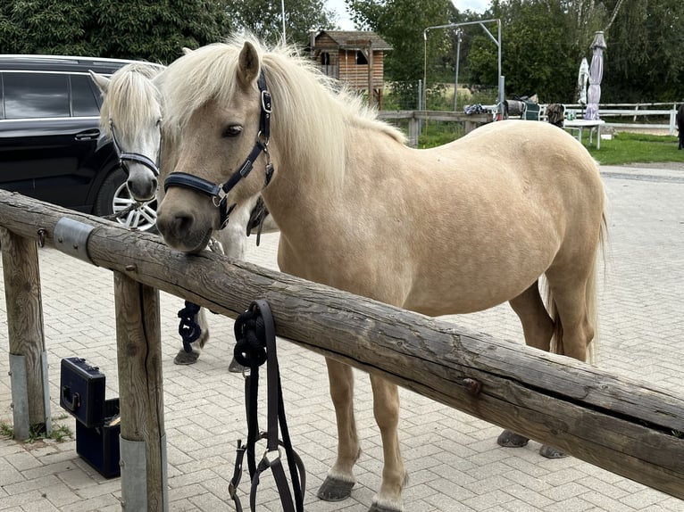 Caballos islandeses Yegua 17 años 138 cm Palomino in Grebenstein