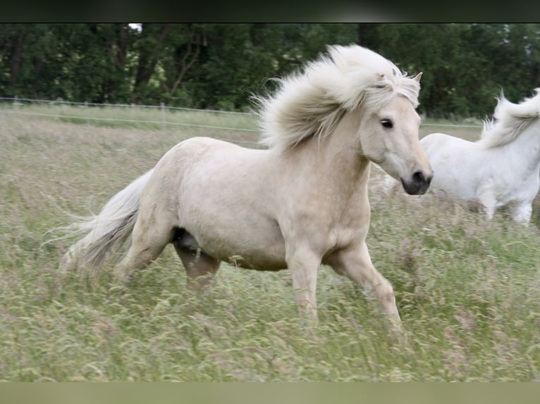 Caballos islandeses Yegua 17 años 138 cm Palomino in Grebenstein