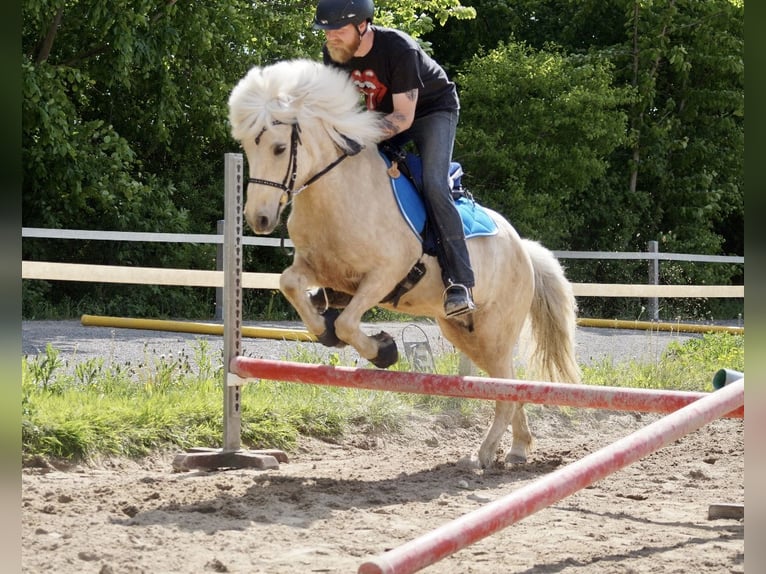 Caballos islandeses Yegua 17 años 138 cm Palomino in Grebenstein