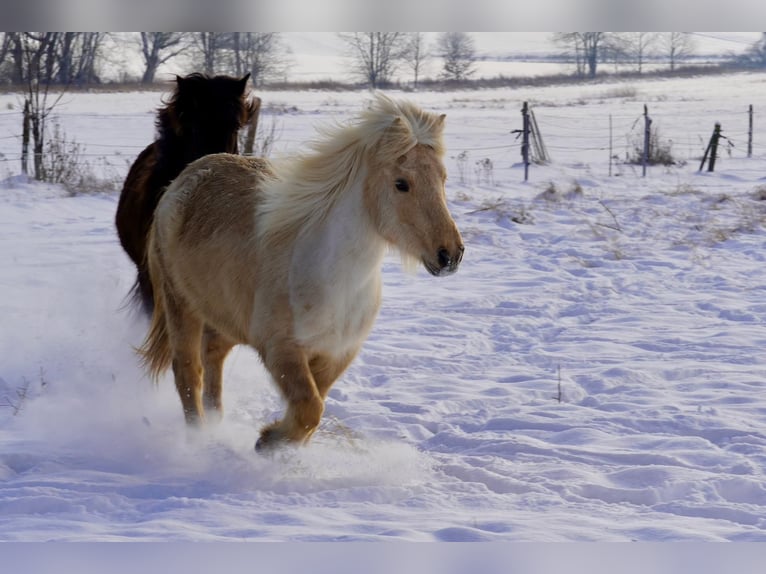 Caballos islandeses Yegua 17 años 138 cm Palomino in Grebenstein