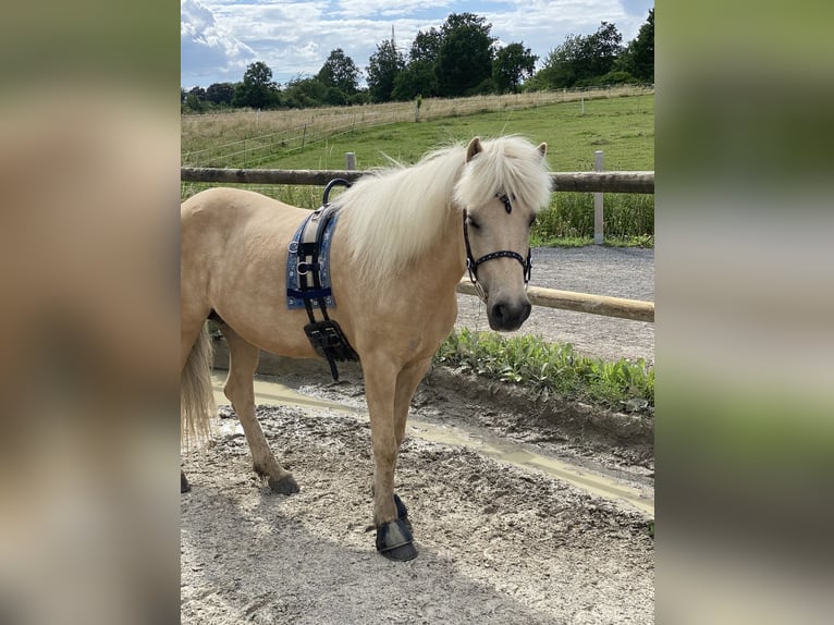 Caballos islandeses Yegua 17 años 138 cm Palomino in Grebenstein