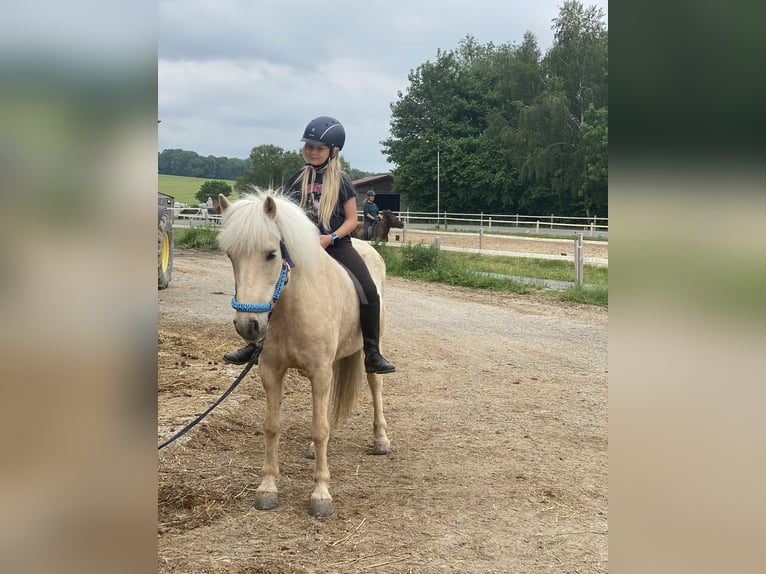 Caballos islandeses Yegua 17 años 138 cm Palomino in Grebenstein