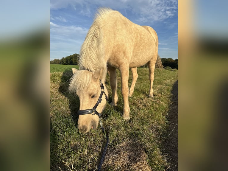 Caballos islandeses Yegua 17 años 138 cm Palomino in Grebenstein