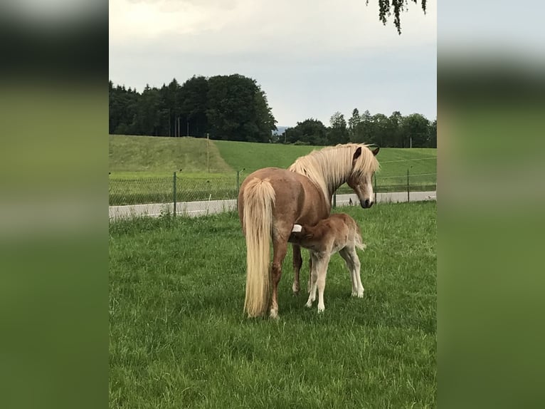 Caballos islandeses Yegua 17 años 141 cm Alazán in Niederrieden