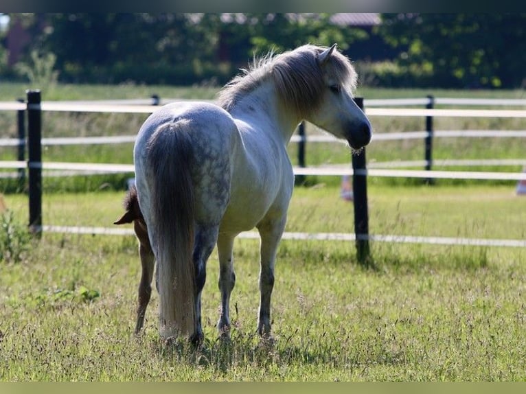 Caballos islandeses Yegua 17 años 142 cm Tordo in Martfeld