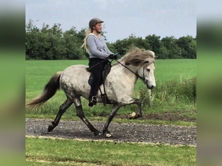 Caballos islandeses Yegua 17 años 142 cm Tordo in Martfeld