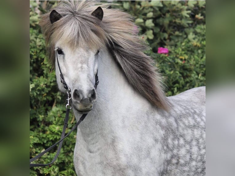 Caballos islandeses Yegua 17 años 142 cm Tordo in Martfeld