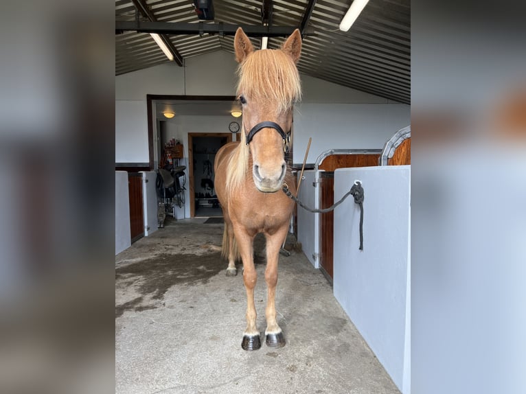 Caballos islandeses Yegua 17 años 144 cm Alazán-tostado in Keflavík