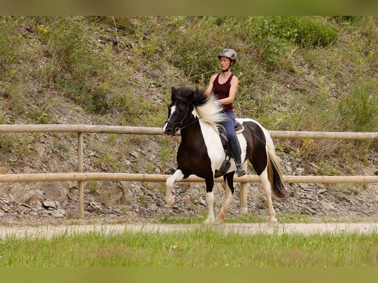 Caballos islandeses Yegua 17 años 145 cm Pío in Hamm