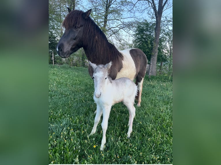 Caballos islandeses Yegua 17 años 145 cm Pío in Anderlingen