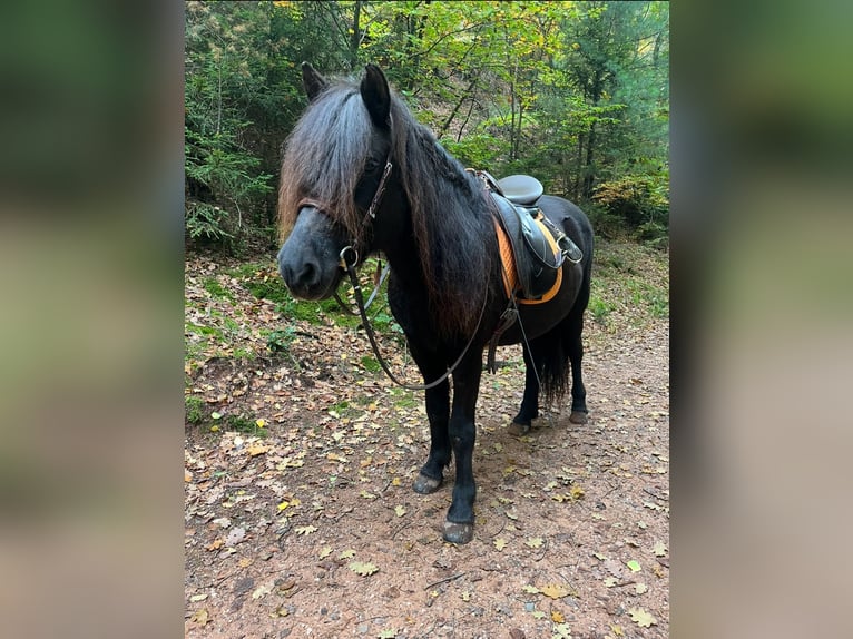 Caballos islandeses Yegua 18 años 134 cm Negro in Sippersfeld