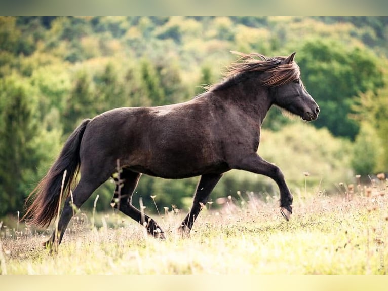 Caballos islandeses Yegua 18 años 134 cm Negro in Sippersfeld