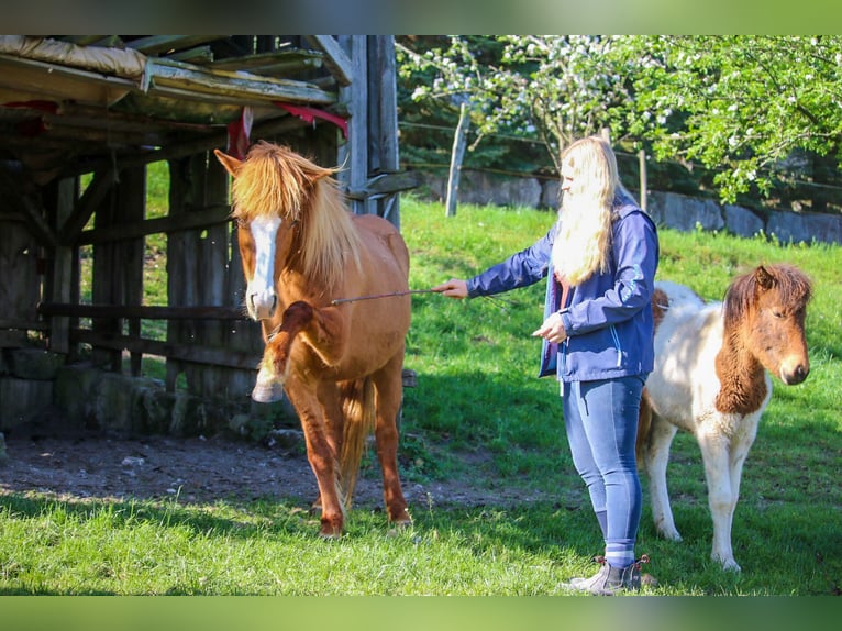 Caballos islandeses Yegua 18 años 137 cm Alazán in Oberstenfeld