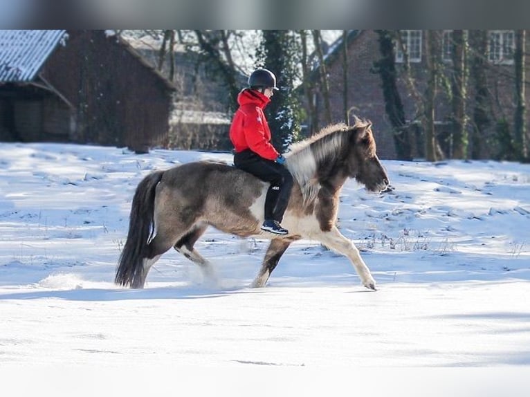 Caballos islandeses Yegua 18 años 138 cm Bayo in Wardenburg