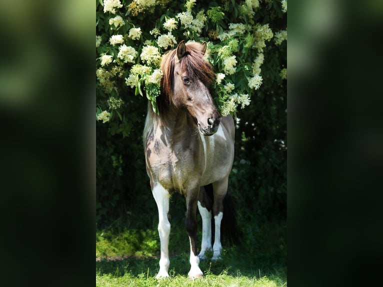 Caballos islandeses Yegua 18 años 138 cm Bayo in Wardenburg
