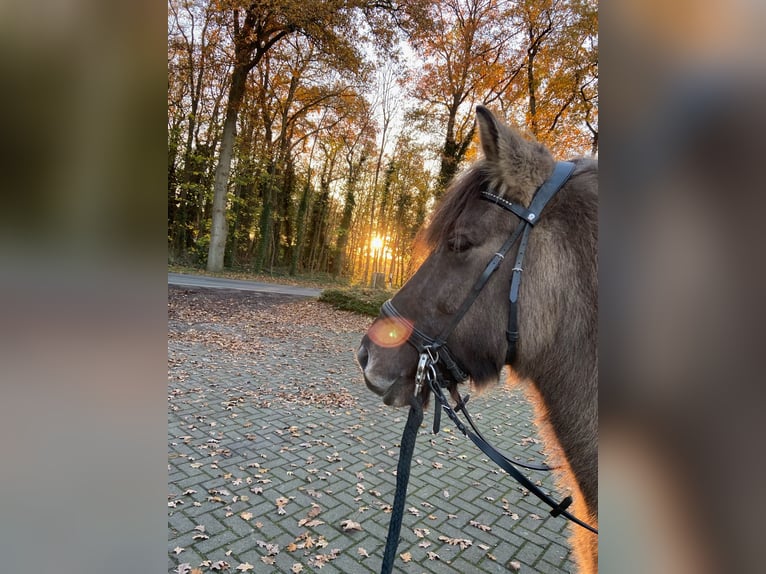 Caballos islandeses Yegua 18 años 138 cm Bayo in Wardenburg