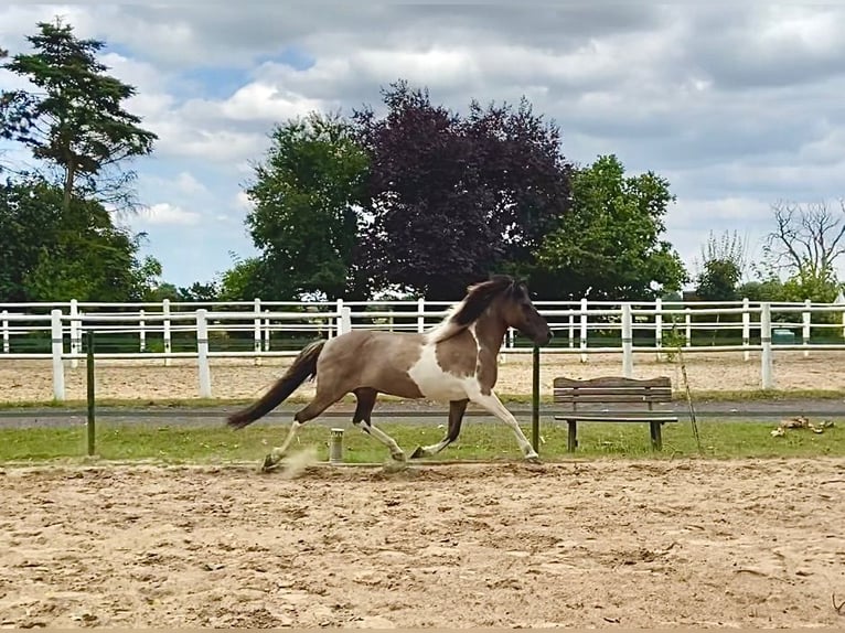 Caballos islandeses Yegua 18 años 138 cm Bayo in Wardenburg